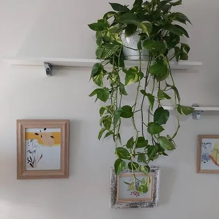 The Dekori Flat Shkoder